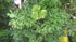 6" Aralia Ming Gold plant photo
