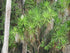 10" Yucca Cane 432 plant photo