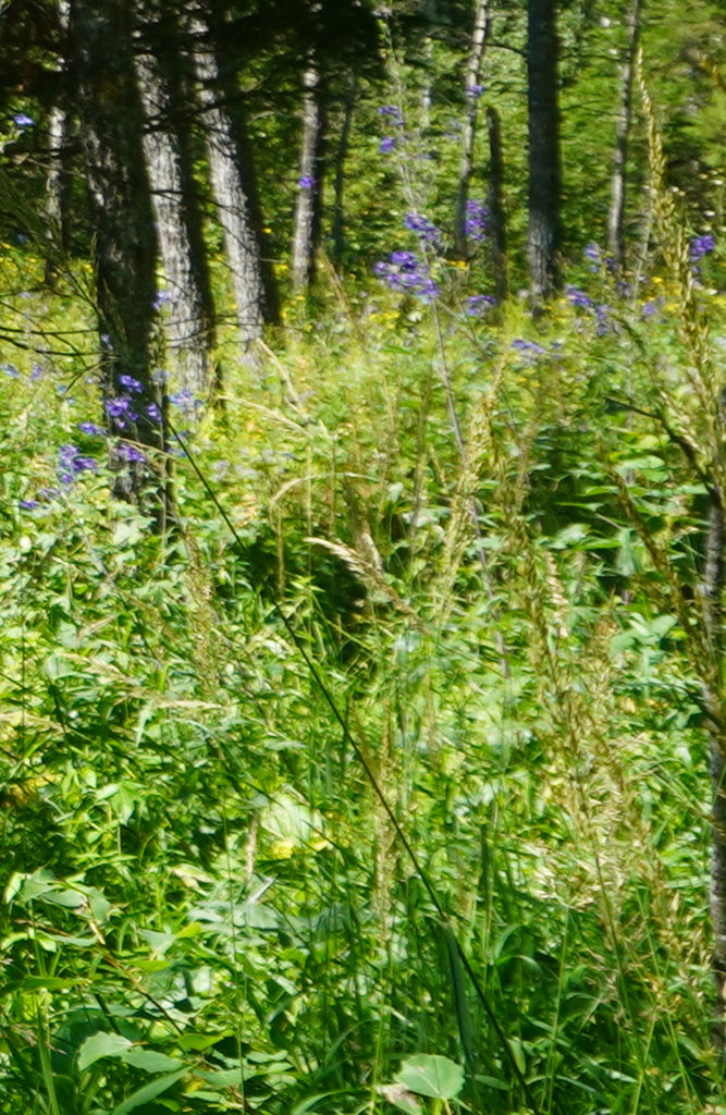 Delphinium Del Breezin 1 gal plant photo