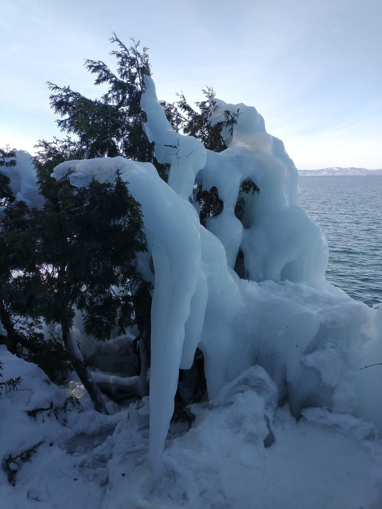 Arborvitae &
