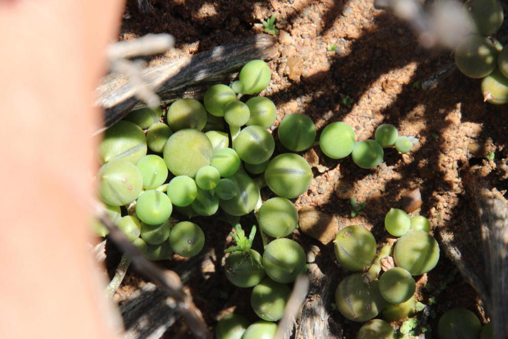 6" Succulent String of Pearl plant photo