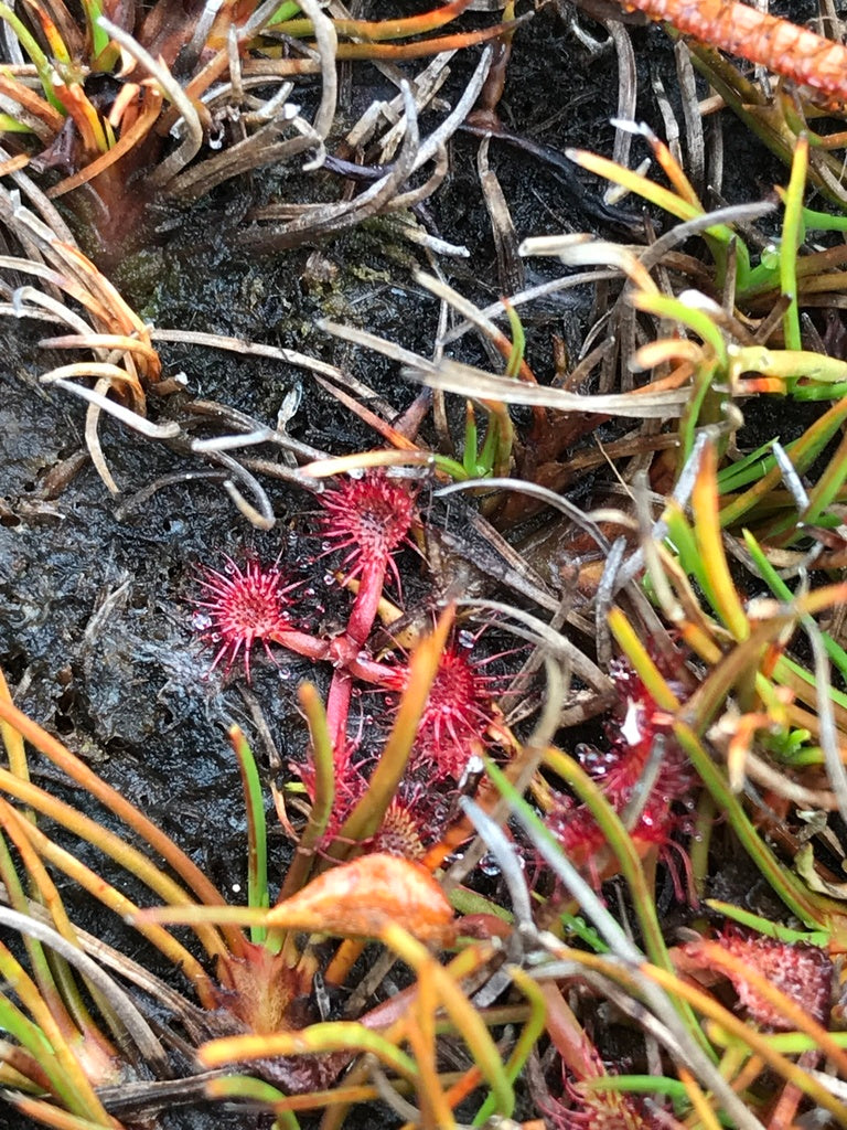 3" Drosera Spatulata plant photo