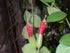 4" Lipstick Bolero Bicolor plant photo