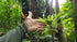 4" Bromeliad Vriesea plant photo