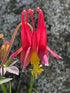 Columbine &