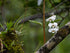 5" Orchid Phalaenopsis Dbl plant photo