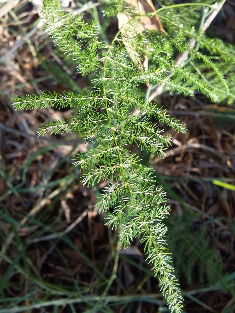 4" Fern Plumosa plant photo