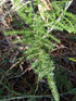 4" Fern Plumosa plant photo