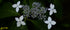 6" Hydrangea plant photo