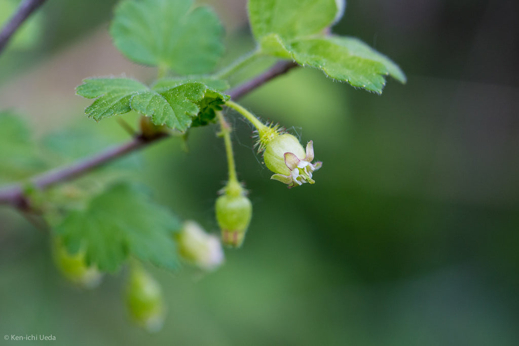Gooseberry &