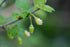 Gooseberry &