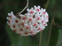 6" Hoya Sunrise plant photo