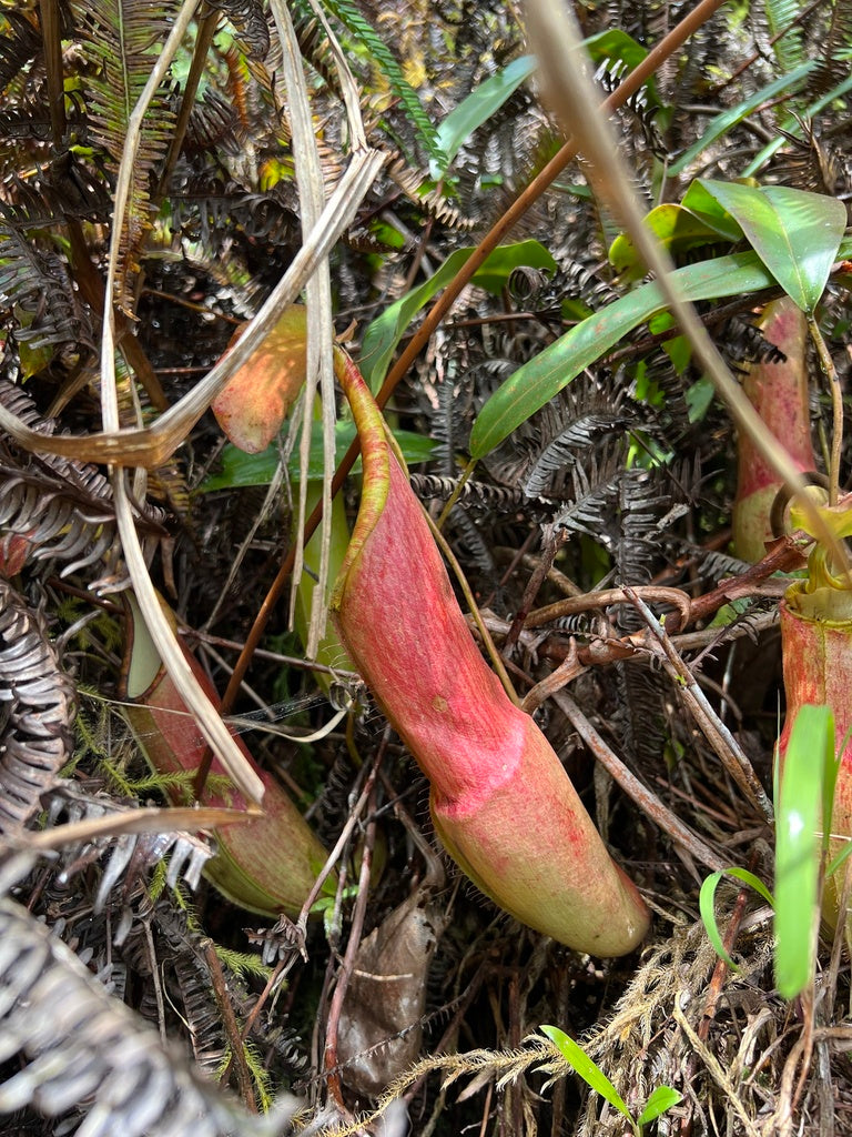 6" Nepenthes Gaya plant photo
