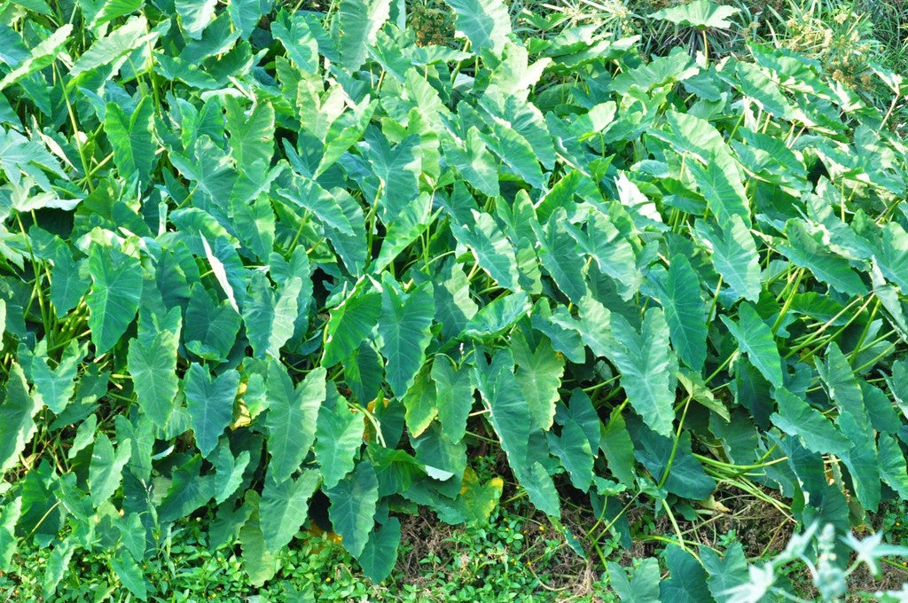 1G Elephant Ear plant photo