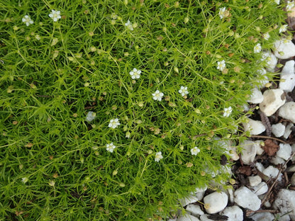 Irish Moss plant photo