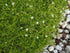 Irish Moss plant photo