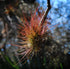 Air plant plant photo