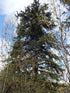 Spruce &
