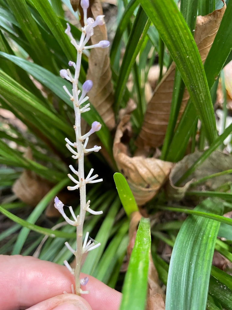 Liriope Big Blue 1 GAL plant photo