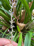 Liriope Big Blue 1 GAL plant photo