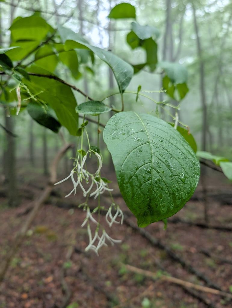 Fringe Tree &