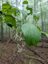 Fringe Tree &