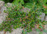 Cotoneaster &