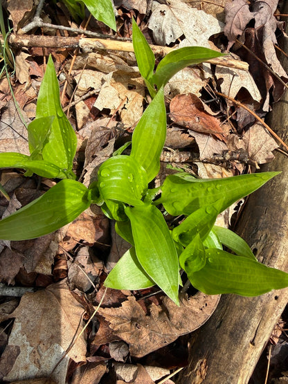 Hosta &