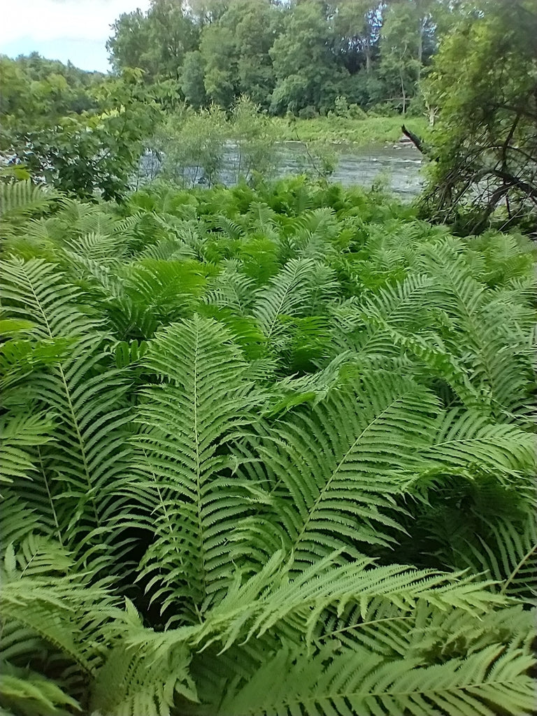 Fern Ostrich 19cm plant photo