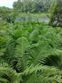 Fern Ostrich 19cm plant photo