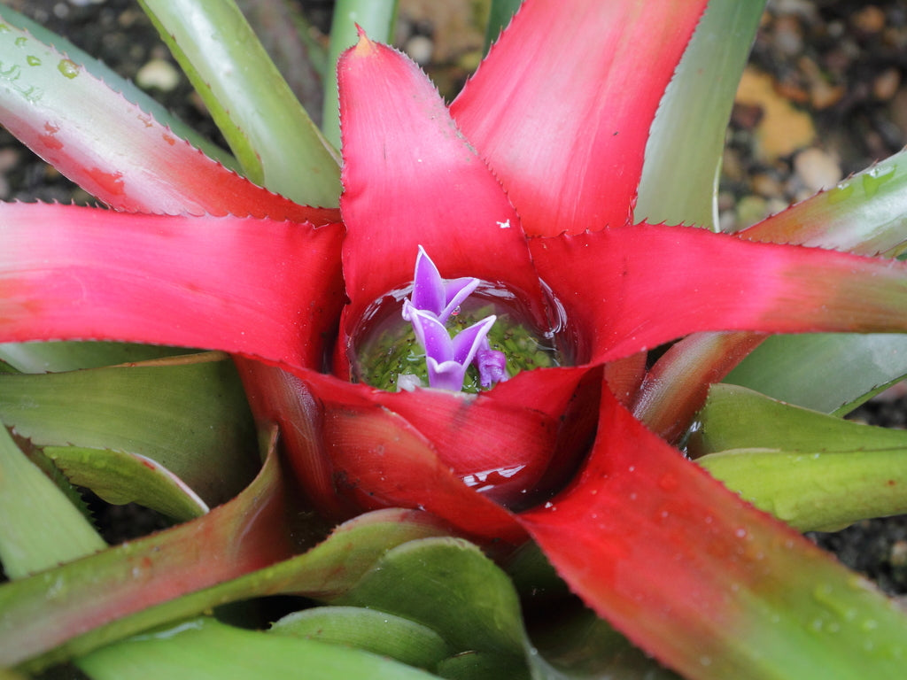 6" Bromeliad Neoregalila Gaspacho plant photo