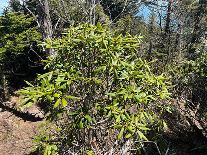Rhododendron &