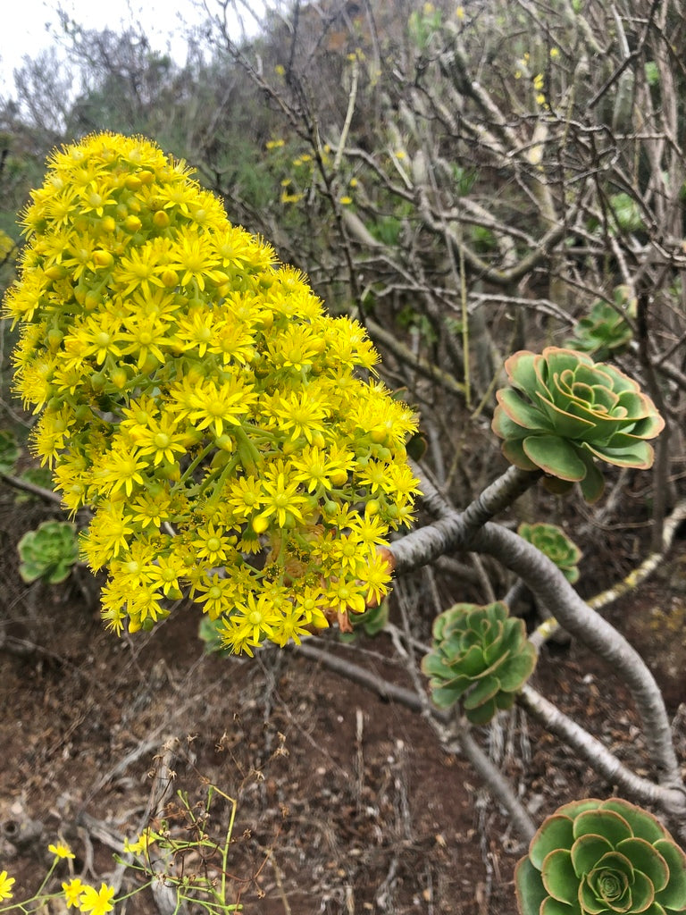 1gal Aeonium Chanel plant photo