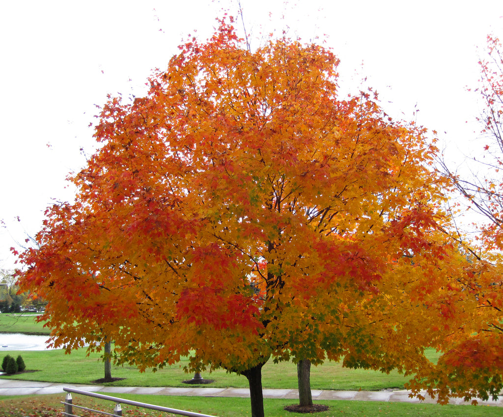 Maple &