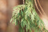 False Cypress &