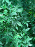 Nandina "Gulfstream" 