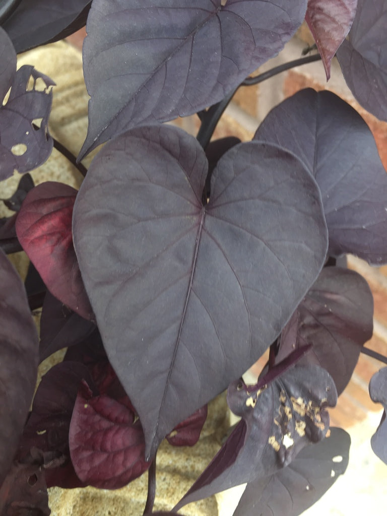 4.5" Sweet Potato Vine plant photo