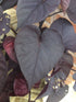 4.5" Sweet Potato Vine plant photo