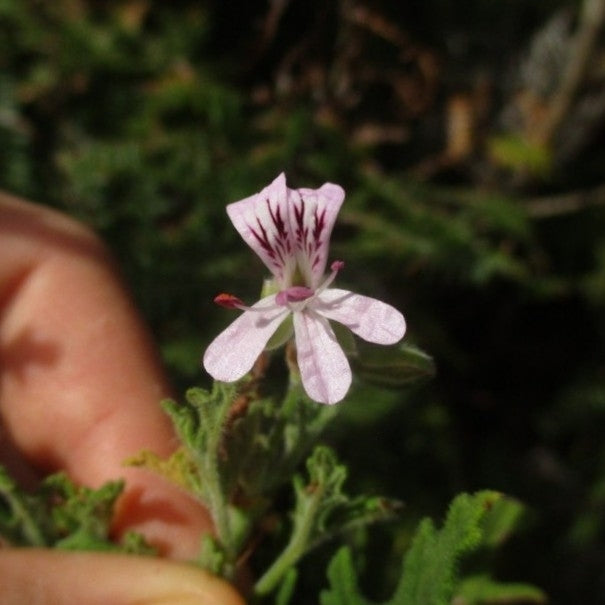 Conventional Scented Geranium plant photo