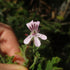 Conventional Scented Geranium plant photo