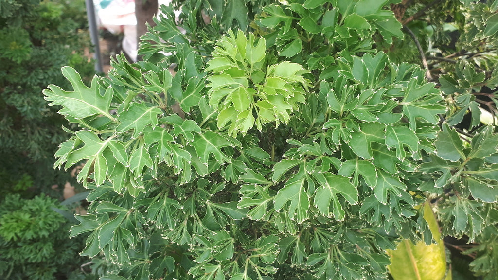 8" Aralia Ming plant photo