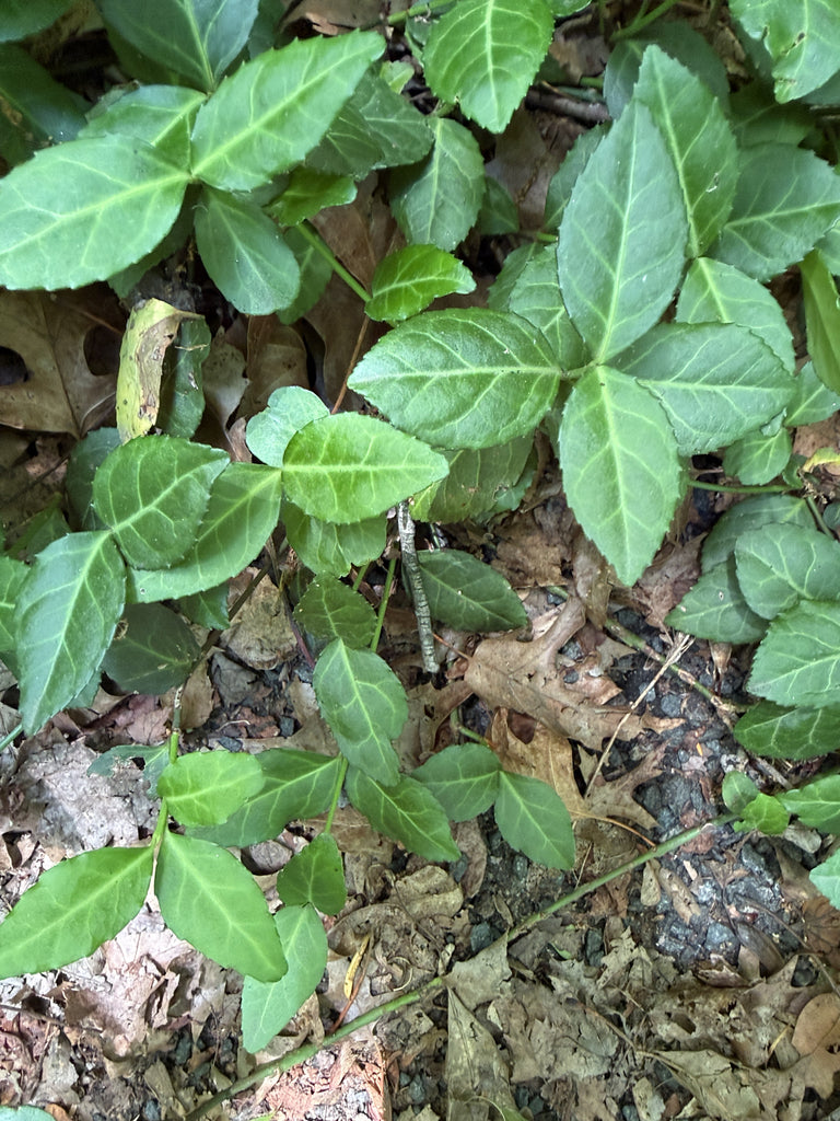 Euonymus &