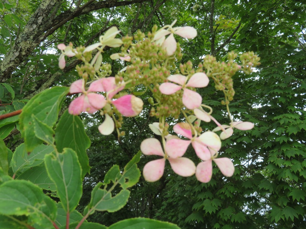 Hydrangea &