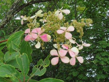 Hydrangea &
