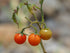 Individual Edible - Veggies plant photo
