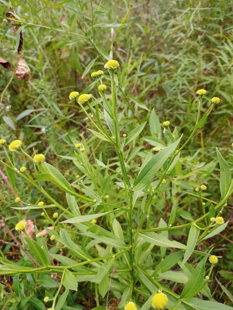 Salsa Helenium 1qt plant photo