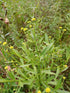Salsa Helenium 1qt plant photo