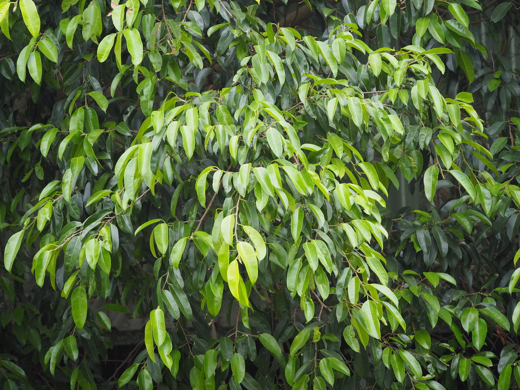 12" Ficus Wintergreen Std plant photo