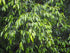 12" Ficus Wintergreen Std plant photo