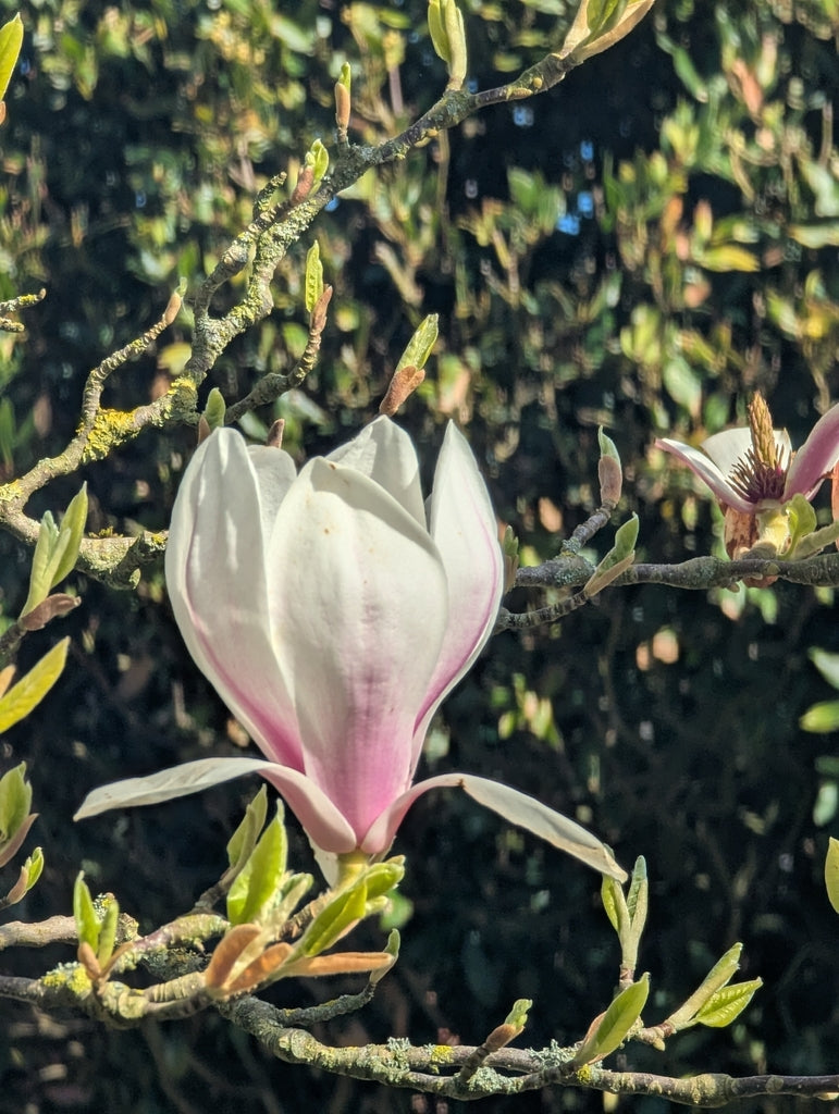 Magnolia &